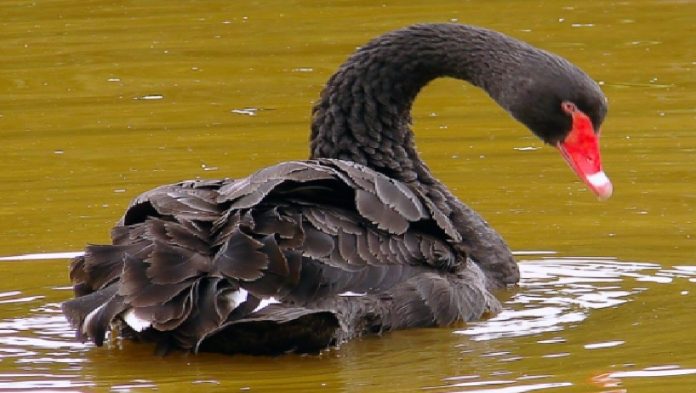Peristiwa-Peristiwa Black Swan dan Peluang di Pasar Forex